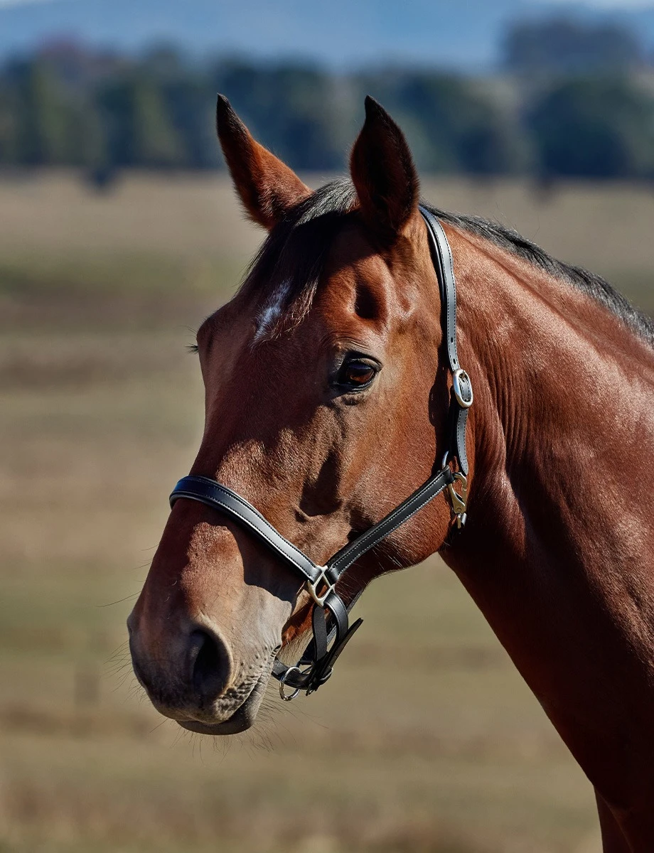Slim Leather Padded Headcollar