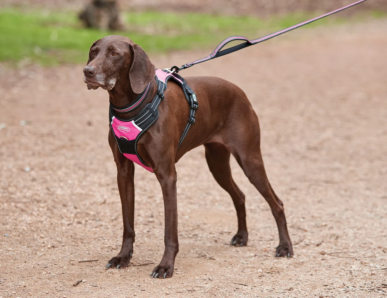 Reflective Dog Lead