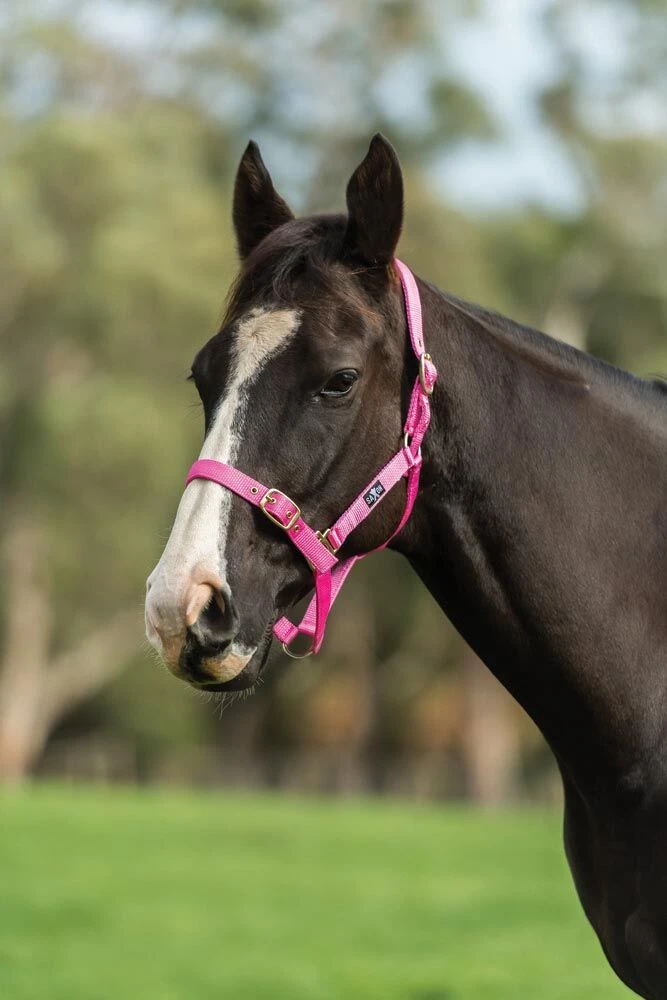 Nylon Brass Buckle Headcollar