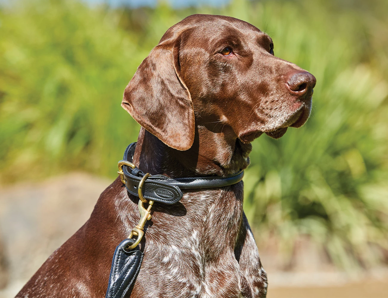 Rolled Leather Dog Collar