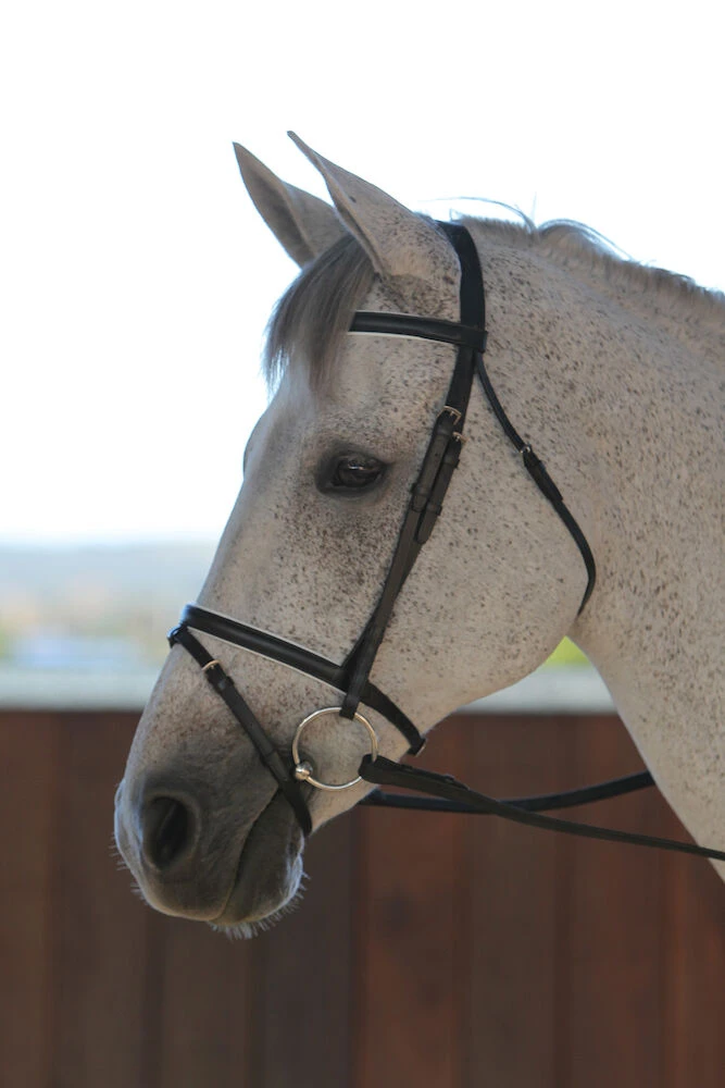Flash Bridle III