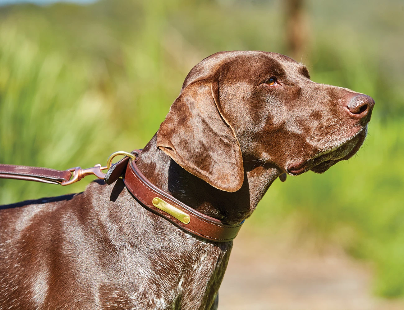 Padded Leather Dog Collar
