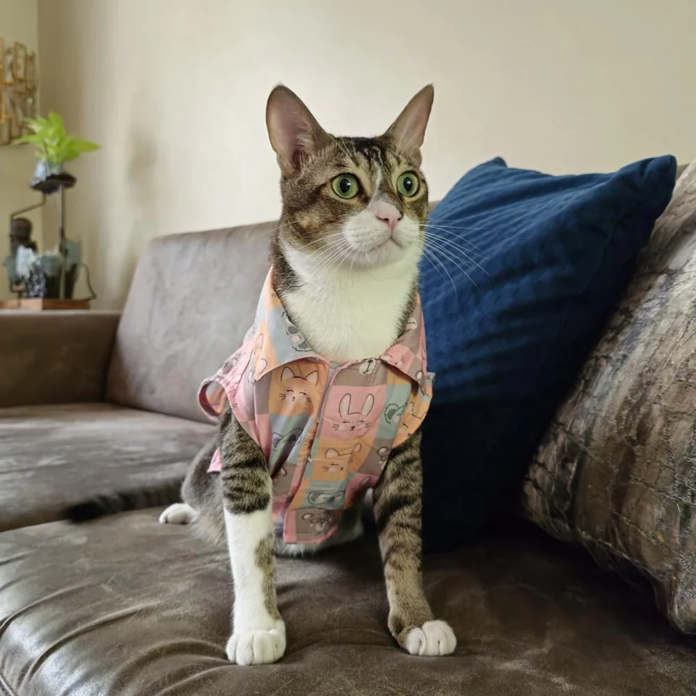 15 Furries Kitty Dreams Shirt for Cats (Multicolour)