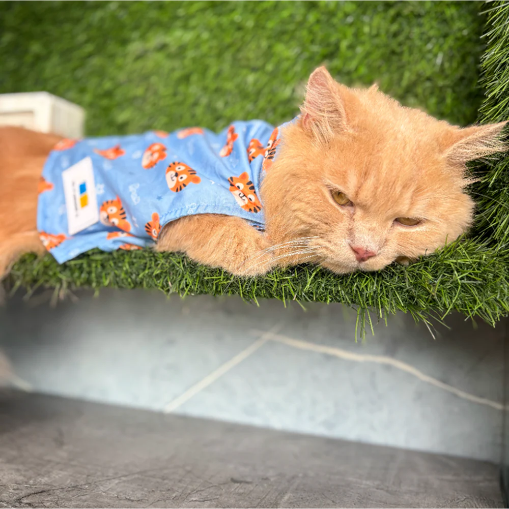 15 Furries Tiger Shirt for Cats (Orange and Blue)