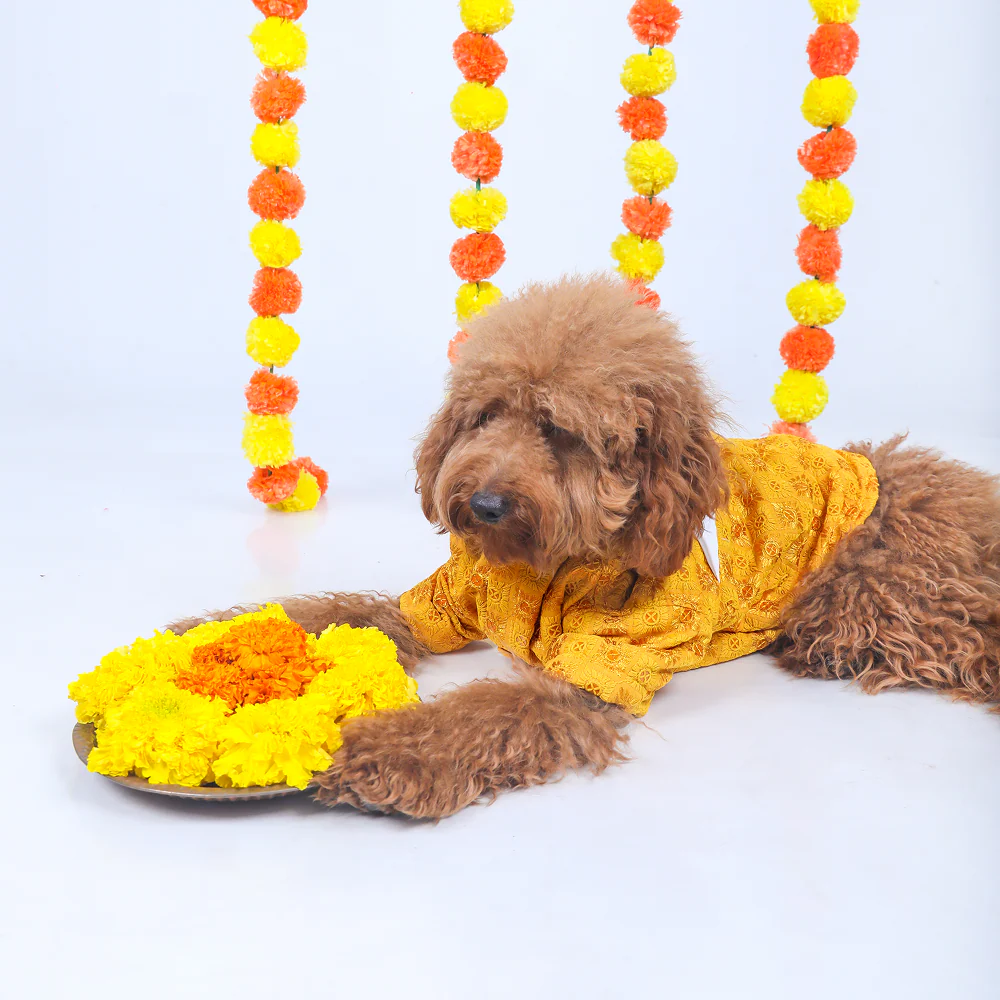 15 Furries Sherwani for Dogs (Yellow)