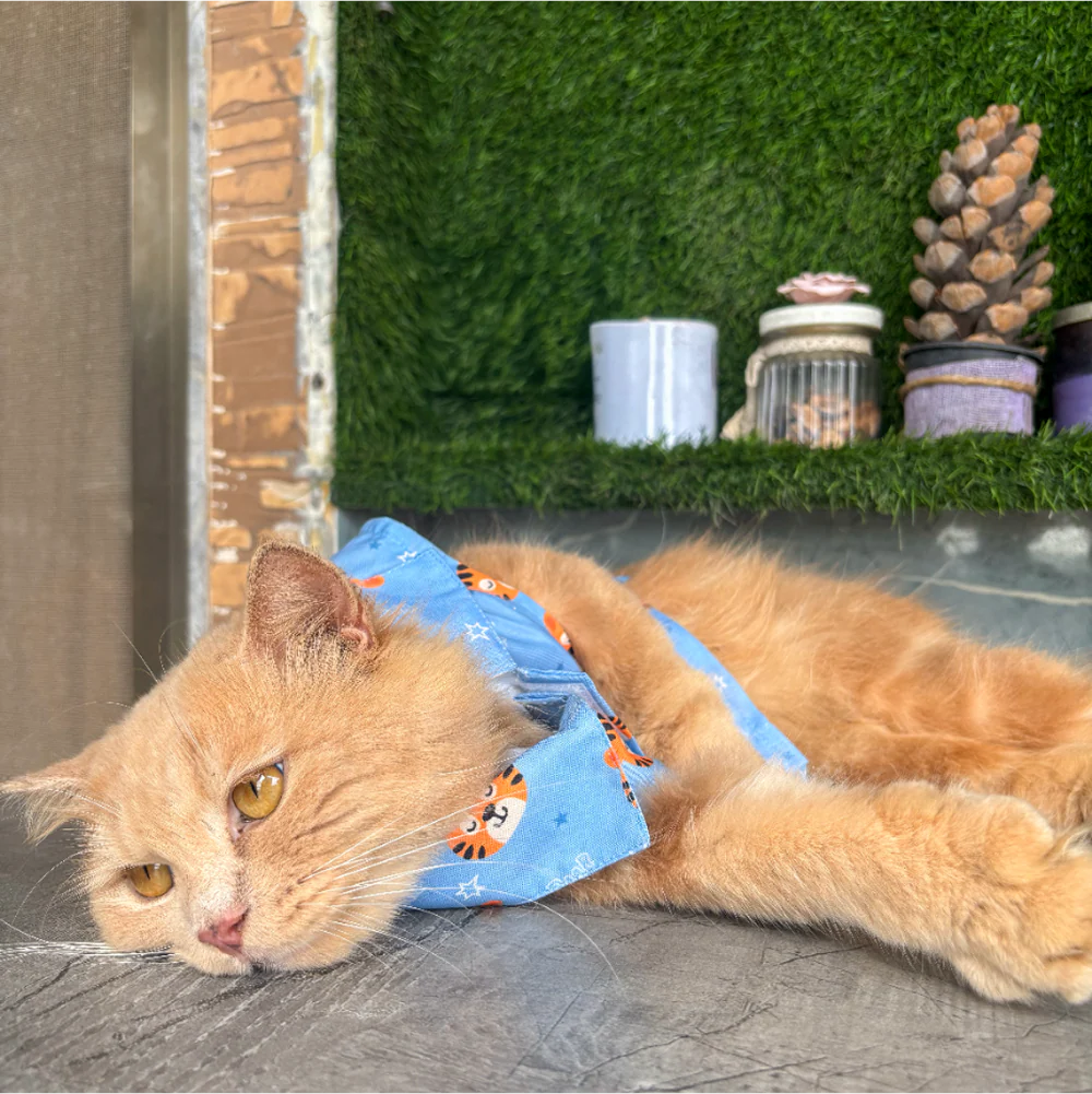 15 Furries Tiger Shirt for Cats (Orange and Blue)