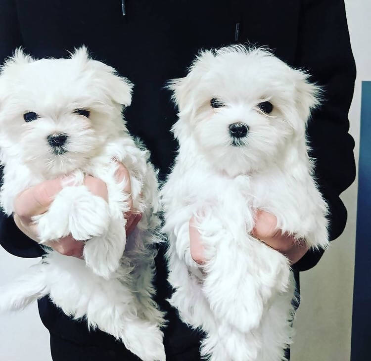 Maltese puppy for sale
