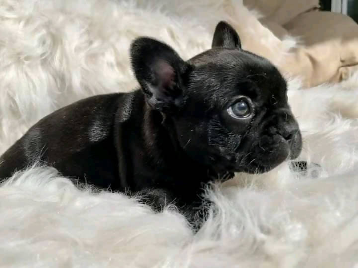 Frenchbulldog
