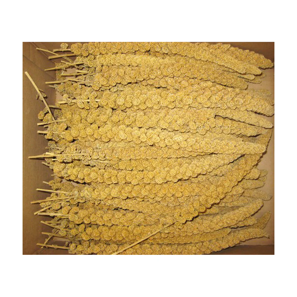 Sunseed® Golden Millet Spray for Birds 5 Lbs